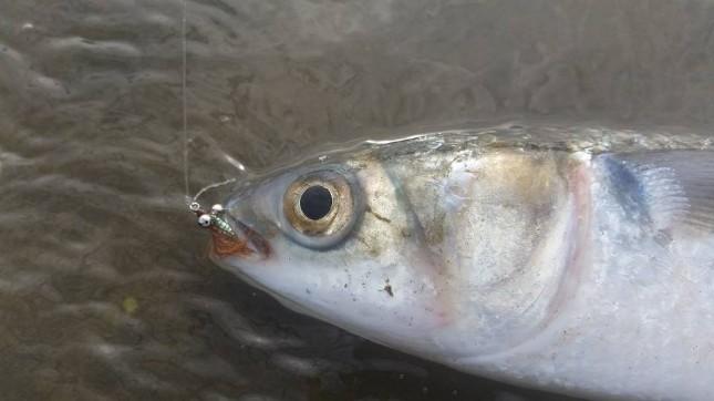 How To Catch Mullet (For Fun Or Live Bait) 