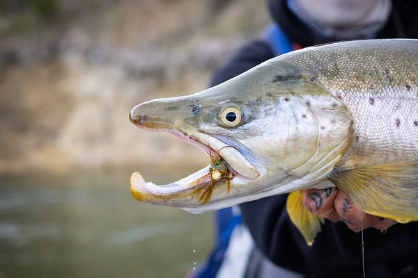 The Effectiveness Of Fly Fishing With Streamers