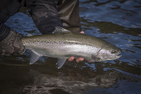 Fishing in Taupo for winter run rainbow trout